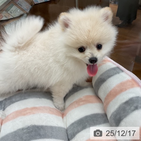 千葉県のポメラニアン (ペットプラス 成田店/2025年10月10日生まれ/男の子/クリーム)の子犬の3枚目の画像
