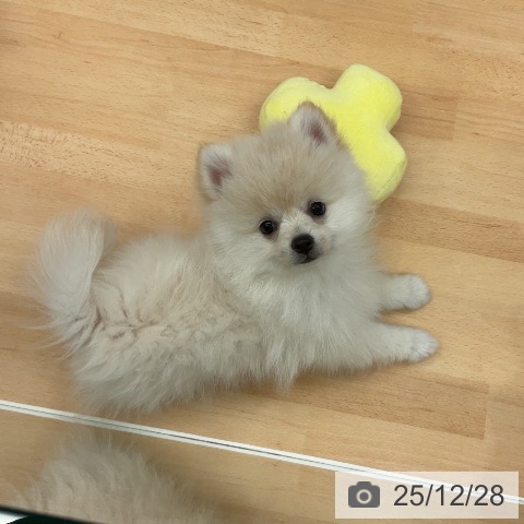 千葉県のポメラニアン (ペットプラス 成田店/2025年10月10日生まれ/男の子/クリーム)の子犬の3枚目の画像