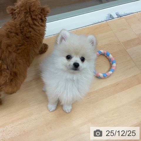 千葉県のポメラニアン (ペットプラス 成田店/2025年10月10日生まれ/男の子/クリーム)の子犬の3枚目の画像