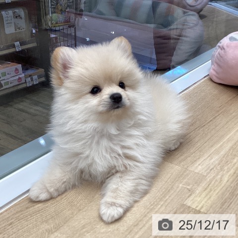 東京都のポメラニアン (ペットプラス むさし村山店/2025年10月10日生まれ/女の子/クリーム)の子犬の4枚目の画像