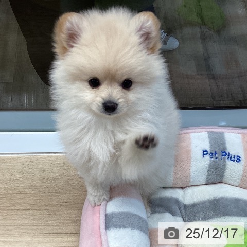 東京都のポメラニアン (ペットプラス むさし村山店/2025年10月10日生まれ/女の子/クリーム)の子犬の3枚目の画像