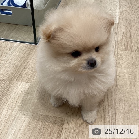 ポメラニアンの写真