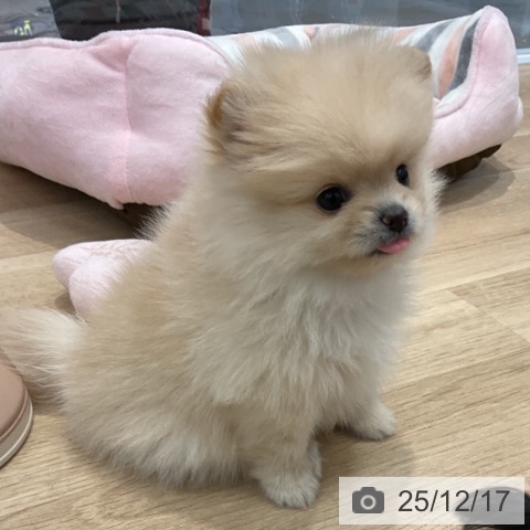 群馬県のポメラニアン (ペットプラス イオンモール太田店/2025年10月10日生まれ/女の子/クリーム)の子犬の4枚目の画像