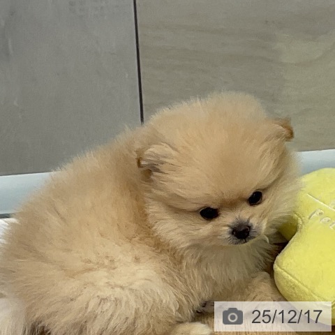 群馬県のポメラニアン (ペットプラス イオンモール太田店/2025年10月10日生まれ/女の子/クリーム)の子犬の3枚目の画像
