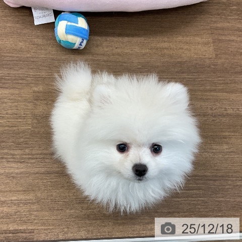 千葉県のポメラニアン (ペッツワン 千葉ニュータウン店/2025年10月8日生まれ/男の子/ホワイトクリーム)の子犬の3枚目の画像