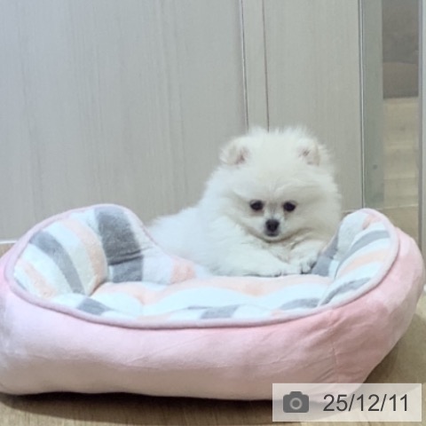 ポメラニアンの写真