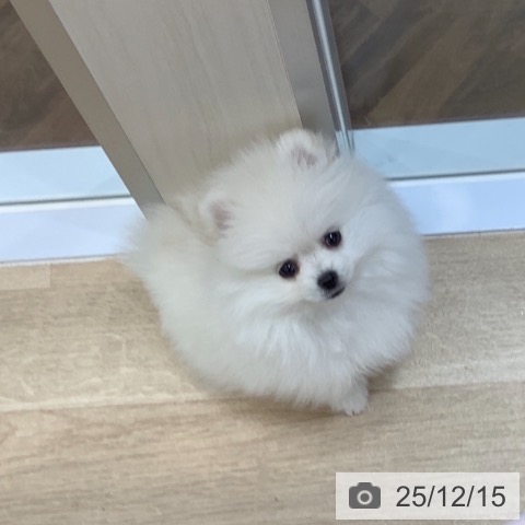 千葉県のポメラニアン (ペットプラス 船橋店/2025年10月8日生まれ/女の子/ホワイトクリーム)の子犬の4枚目の画像