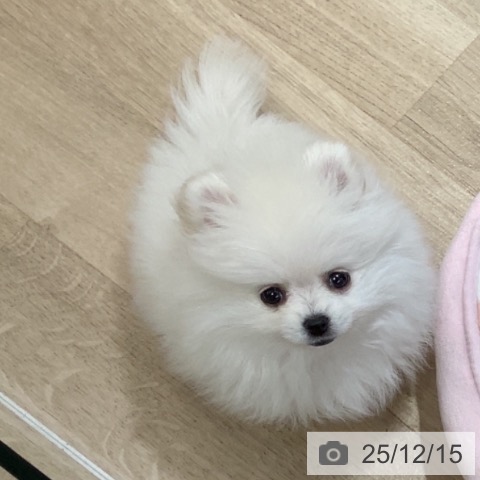 千葉県のポメラニアン (ペットプラス 船橋店/2025年10月8日生まれ/女の子/ホワイトクリーム)の子犬の3枚目の画像