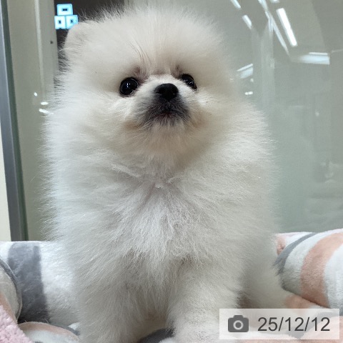 ポメラニアンの写真