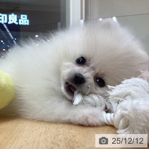 ポメラニアンの写真