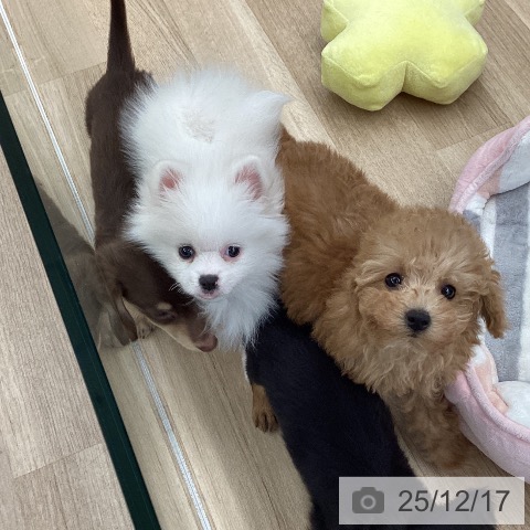 東京都のポメラニアン (ペットプラス むさし村山店/2025年10月11日生まれ/女の子/ホワイトクリーム)の子犬の4枚目の画像