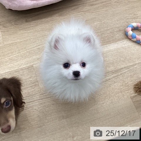 東京都のポメラニアン (ペットプラス むさし村山店/2025年10月11日生まれ/女の子/ホワイトクリーム)の子犬の3枚目の画像