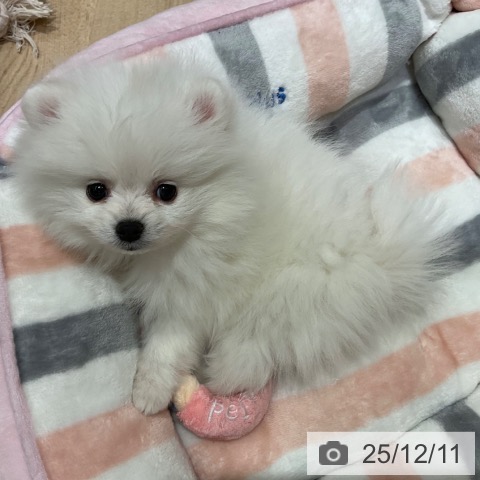 ポメラニアンの写真