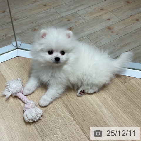 ポメラニアンの写真
