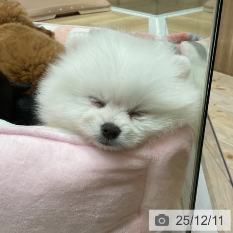 ポメラニアンの写真