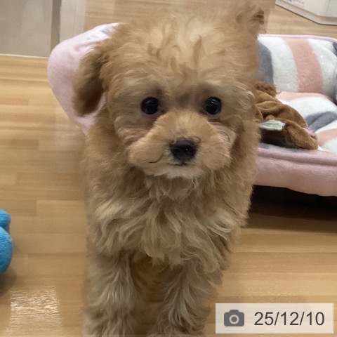 トイ・プードルの写真