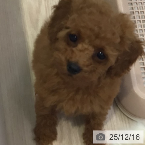 東京都のトイプードル(トイ) (ペットプラス 多摩平の森店/2025年10月6日生まれ/男の子/レッド)の子犬の3枚目の画像