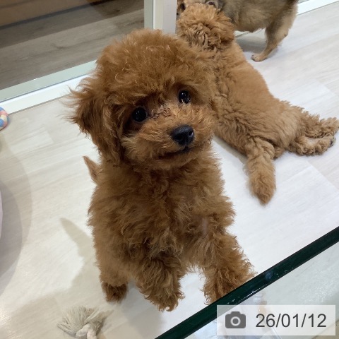 埼玉県のトイプードル(トイ) (ペットプラス クレアモール川越店/2025年10月6日生まれ/男の子/レッド)の子犬の4枚目の画像