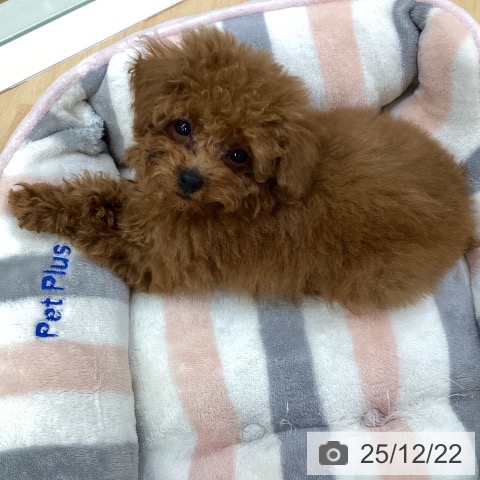 埼玉県のトイプードル(トイ) (ペットプラス 羽生店/2025年10月6日生まれ/男の子/レッド)の子犬の3枚目の画像