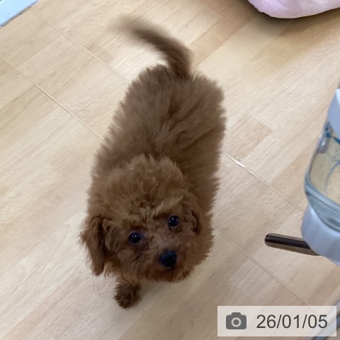 埼玉県のトイプードル(トイ) (ペットプラス 羽生店/2025年10月6日生まれ/男の子/レッド)の子犬の4枚目の画像