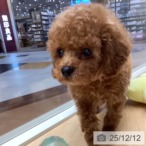 トイ・プードルの写真