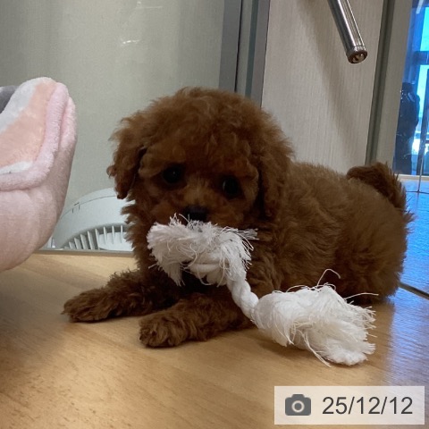 埼玉県のトイプードル(トイ) (ペットプラス 浦和美園店/2025年10月6日生まれ/女の子/レッド)の子犬の3枚目の画像