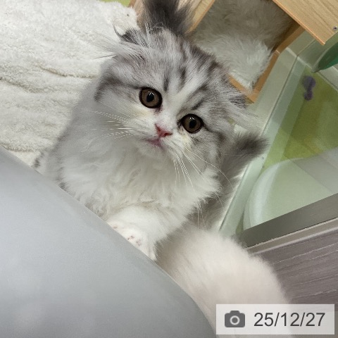 千葉県のスコティッシュフォールド (ペットプラス 成田店/2025年10月1日生まれ/男の子/シルバータビーホワイト)の子猫の4枚目の画像
