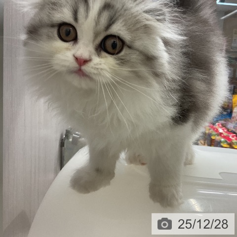 千葉県のスコティッシュフォールド (ペットプラス 成田店/2025年10月1日生まれ/男の子/シルバータビーホワイト)の子猫の3枚目の画像