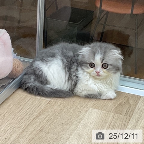 スコティッシュフォールドの写真