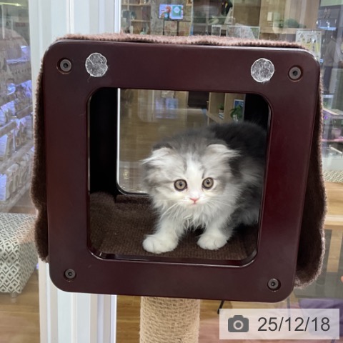 福島県のスコティッシュフォールド (ペットプラス 福島店/2025年10月1日生まれ/女の子/ブルーホワイト)の子猫の3枚目の画像