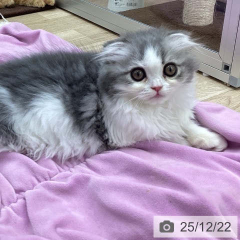 福島県のスコティッシュフォールド (ペットプラス 福島店/2025年10月1日生まれ/女の子/ブルーホワイト)の子猫の3枚目の画像