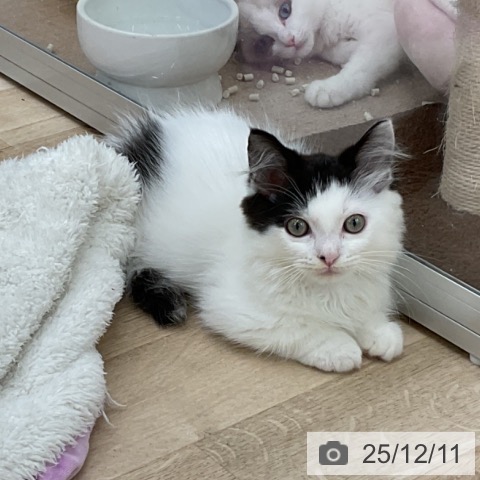 マンチカンの写真