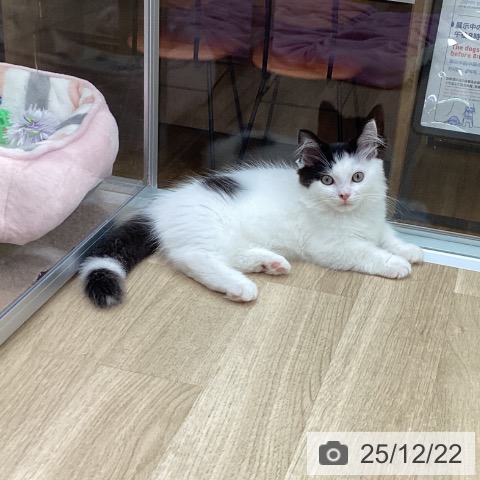 福島県のマンチカン (ペットプラス 福島店/2025年9月28日生まれ/男の子/ブラックホワイト)の子猫の4枚目の画像