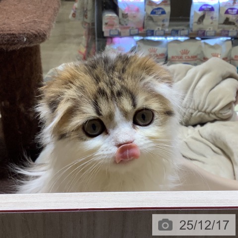 埼玉県のスコティッシュフォールド (ペットプラス クレアモール川越店/2025年10月9日生まれ/女の子/ブラウンタビーホワイト)の子猫の4枚目の画像