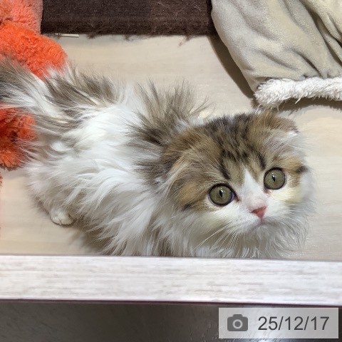 埼玉県のスコティッシュフォールド (ペットプラス クレアモール川越店/2025年10月9日生まれ/女の子/ブラウンタビーホワイト)の子猫の3枚目の画像