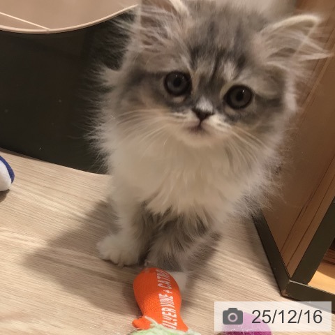 スコティッシュフォールドの写真