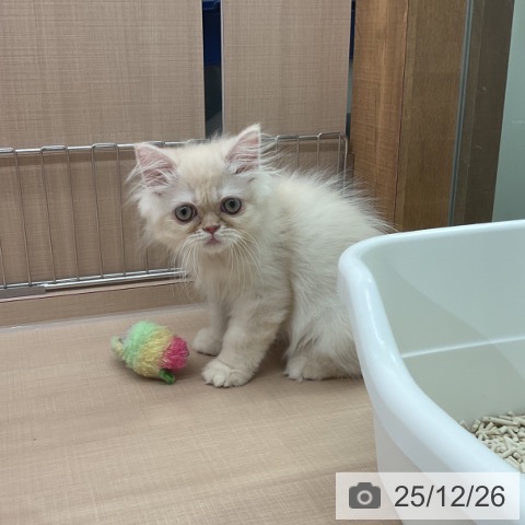 埼玉県のスコティッシュフォールド (ペッツワン 新座店/2025年9月28日生まれ/男の子/クリームタビーホワイト)の子猫の3枚目の画像