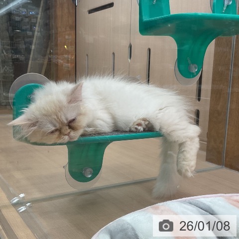 埼玉県のスコティッシュフォールド (ペッツワン 新座店/2025年9月28日生まれ/男の子/クリームタビーホワイト)の子猫の4枚目の画像