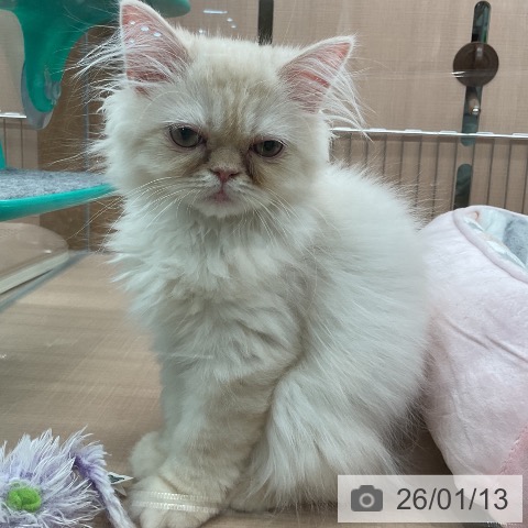 埼玉県のスコティッシュフォールド (ペッツワン 新座店/2025年9月28日生まれ/男の子/クリームタビーホワイト)の子猫の4枚目の画像