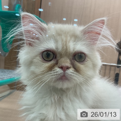 埼玉県のスコティッシュフォールド (ペッツワン 新座店/2025年9月28日生まれ/男の子/クリームタビーホワイト)の子猫の3枚目の画像