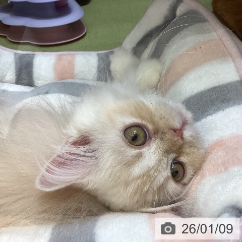 埼玉県のスコティッシュフォールド (ペットプラス 八潮店/2025年9月28日生まれ/女の子/カメオタビーホワイト)の子猫の3枚目の画像