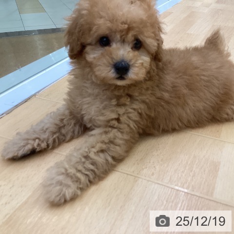 埼玉県のトイプードル(トイ) (ペットプラス 羽生店/2025年10月11日生まれ/男の子/アプリコット)の子犬の4枚目の画像