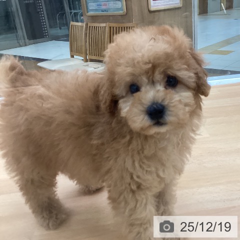 埼玉県のトイプードル(トイ) (ペットプラス 羽生店/2025年10月11日生まれ/男の子/アプリコット)の子犬の3枚目の画像