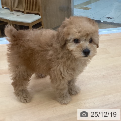 埼玉県のトイプードル(トイ) (ペットプラス 羽生店/2025年10月11日生まれ/男の子/アプリコット)の子犬の4枚目の画像