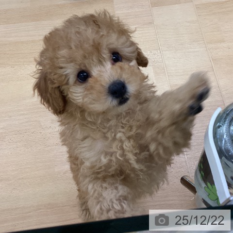 埼玉県のトイプードル(トイ) (ペットプラス 羽生店/2025年10月11日生まれ/男の子/アプリコット)の子犬の3枚目の画像