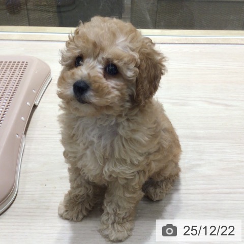 神奈川県のトイプードル(トイ) (ペットプラス 川崎ルフロン店/2025年10月11日生まれ/女の子/アプリコット)の子犬の4枚目の画像