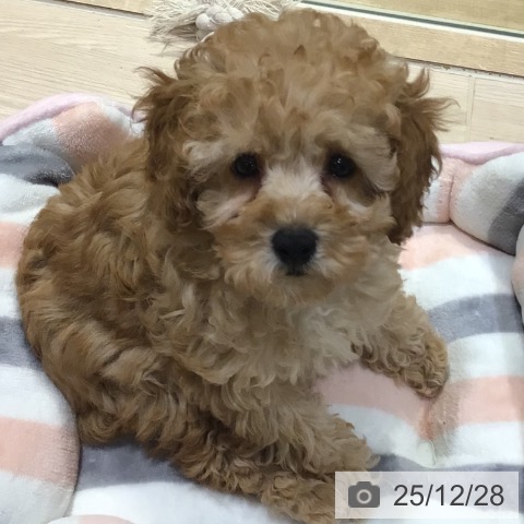 神奈川県のトイプードル(トイ) (ペットプラス 川崎ルフロン店/2025年10月11日生まれ/女の子/アプリコット)の子犬の4枚目の画像