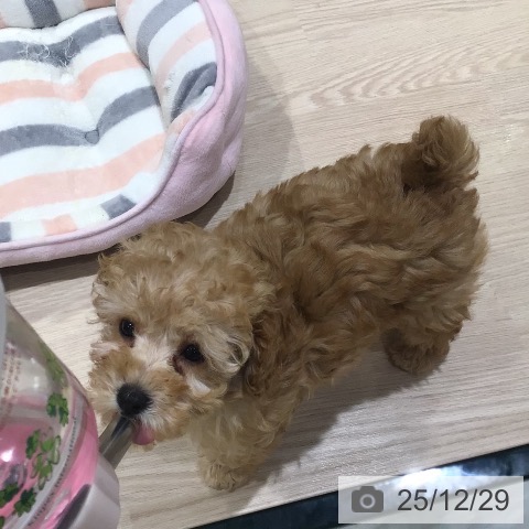 神奈川県のトイプードル(トイ) (ペットプラス 川崎ルフロン店/2025年10月11日生まれ/女の子/アプリコット)の子犬の4枚目の画像