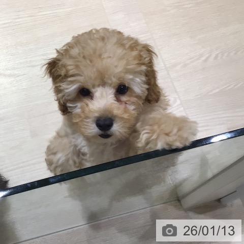 神奈川県のトイプードル(トイ) (ペットプラス 川崎ルフロン店/2025年10月11日生まれ/女の子/アプリコット)の子犬の4枚目の画像