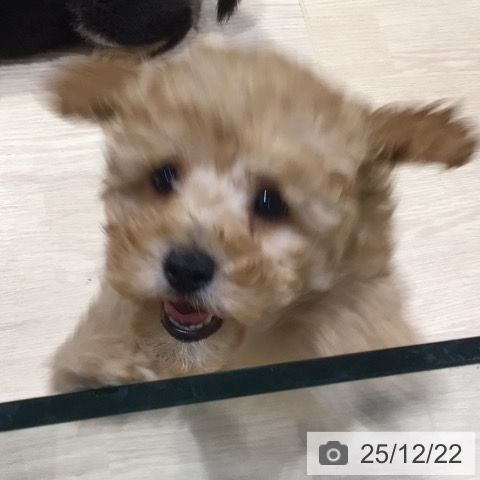 神奈川県のトイプードル(トイ) (ペットプラス 川崎ルフロン店/2025年10月11日生まれ/女の子/アプリコット)の子犬の3枚目の画像